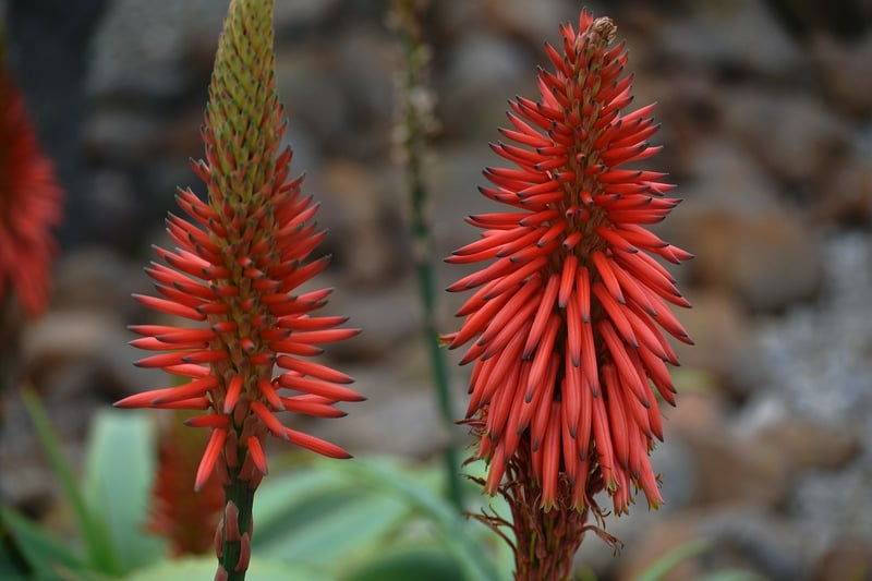 Drought-resistant Species