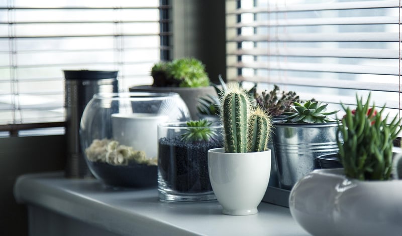 Indoor Succulents